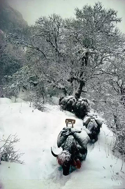 今年会 -jinnianhui | jinnian